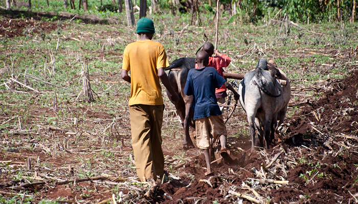 Farming Africa agriculture