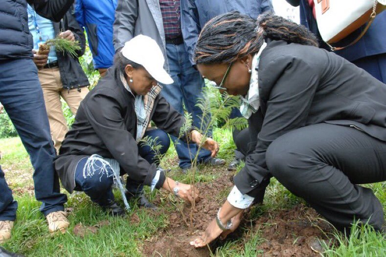 Ethiopia tree planting