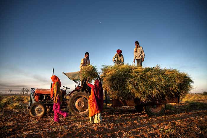 Farmers at work in India Farmers at work in India