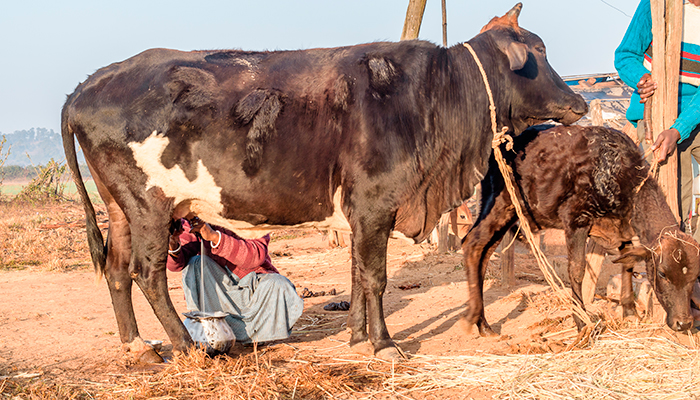 Farming in Jharkand