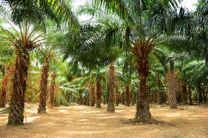 Palm oil plantation