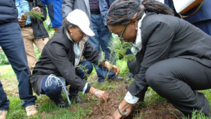 Ethiopia tree planting