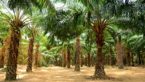 Palm oil plantation