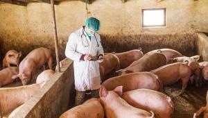 A vet at work on a pig farm