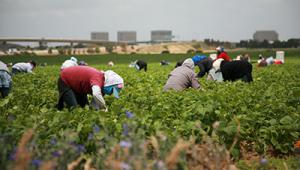 Agricultural workers