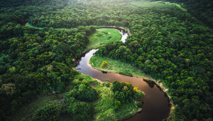 The Amazon rainforest