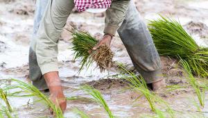 Smallholder farmer