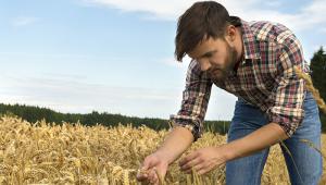 Young farmer inspecting crop