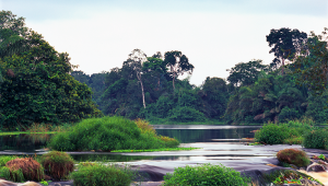 Rainforest in Gabon