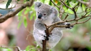 Koala_ISTOCK