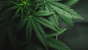 Marijuana Shutterstock 662149828