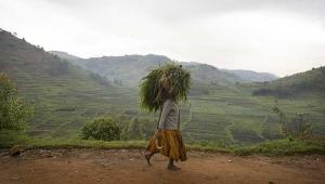 A woman carries fodder in rural Rwanda.