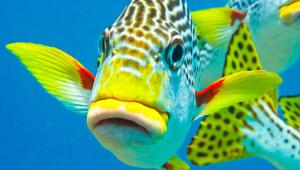 fish Shutterstock
