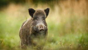 wildboar_ istock