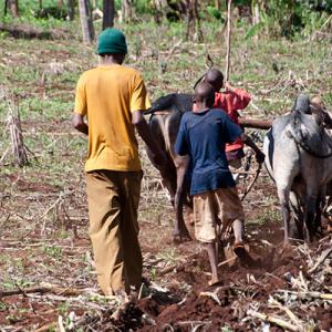 Farming Africa agriculture