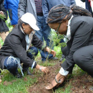 Ethiopia tree planting