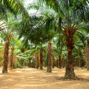 Palm oil plantation