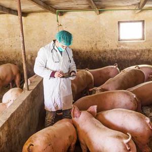 A vet at work on a pig farm