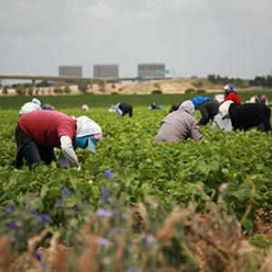 Agricultural workers
