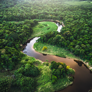 The Amazon rainforest