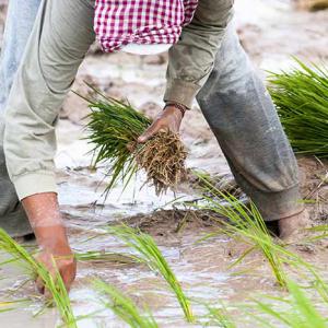 Smallholder farmer