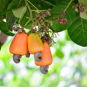 cashew_istock