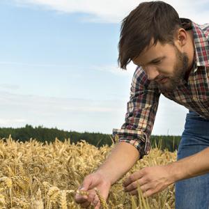 Young farmer inspecting crop