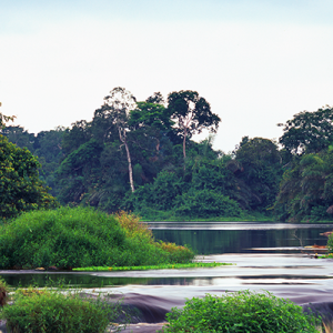 Rainforest in Gabon