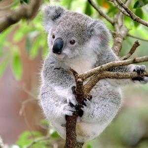 Koala_ISTOCK