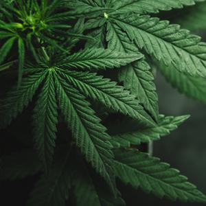 Marijuana Shutterstock 662149828