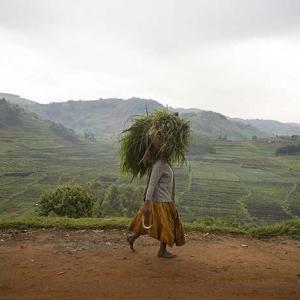 A woman carries fodder in rural Rwanda, where poverty and malnutrition are entrenched.