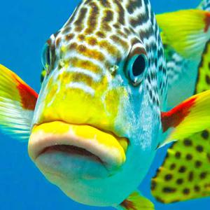 fish Shutterstock