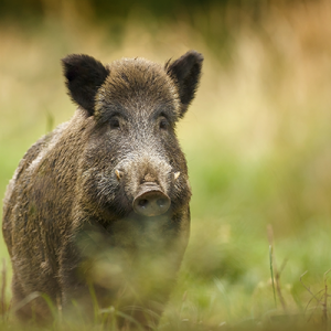 wildboar_ istock