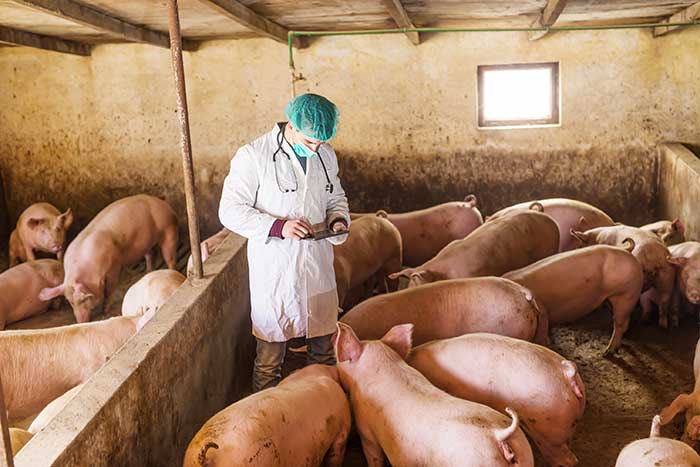 A vet at work on a pig farm