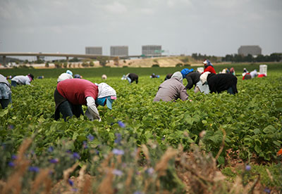 Agricultural workers