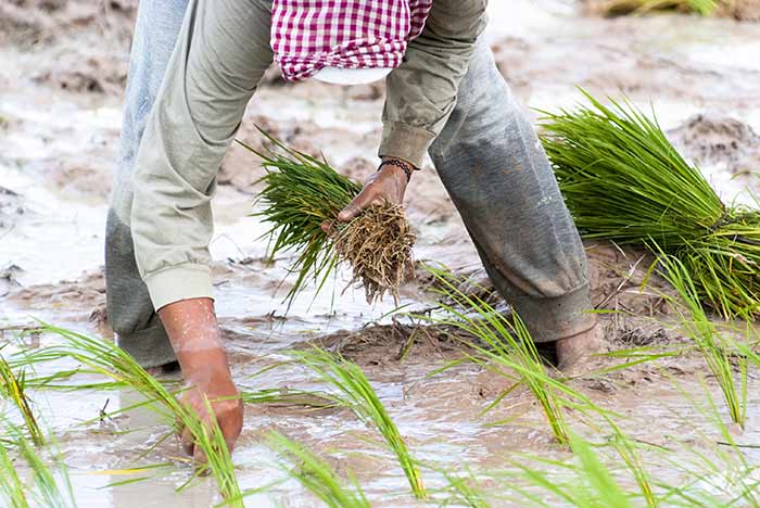 Smallholder farmer