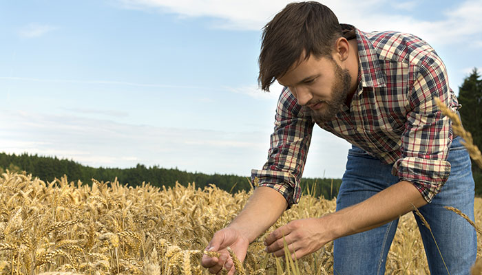 Young farmer inspecting crop