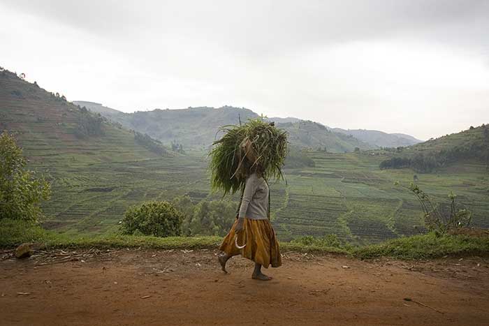 A woman carries fodder in rural Rwanda, where poverty and malnutrition are entrenched.