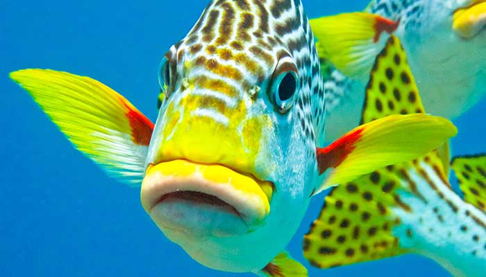 fish Shutterstock fish Shutterstock